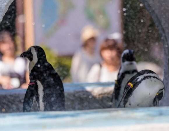 Penguin Friend Encounter