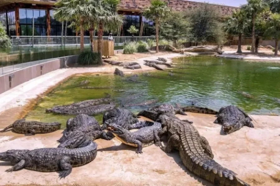 Dubai Crocodile Park Tickets