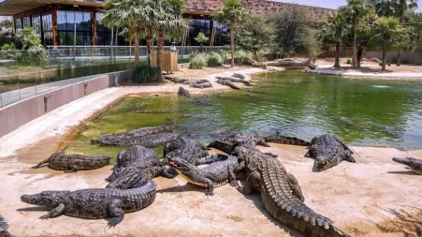 Dubai Crocodile Park Tickets