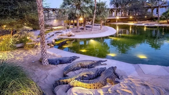 Dubai Crocodile Park Tickets