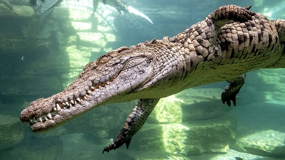 Dubai Crocodile Park Tickets