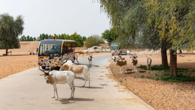 Dubai Safari Park Tickets